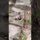incredible actions baby monkey 🐵 Shavara and Emory playing hard #babyanimal #cute #animals
