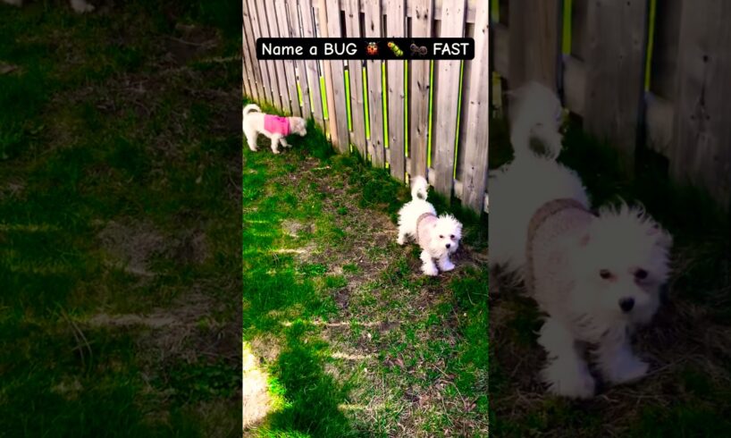 🐶is it tho ? #fypシ゚viral #fypシ #shorts #cute #puppy #dog #pets #funny #toypoodle #puppies #doglover