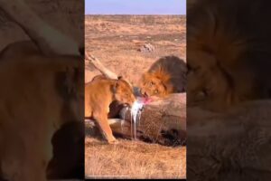 lion vs Buffalo#viralshorts#viralvideo#animals#wildlife#elephantattack#shortsfeed#wildanimals