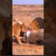 lion vs Buffalo#viralshorts#viralvideo#animals#wildlife#elephantattack#shortsfeed#wildanimals