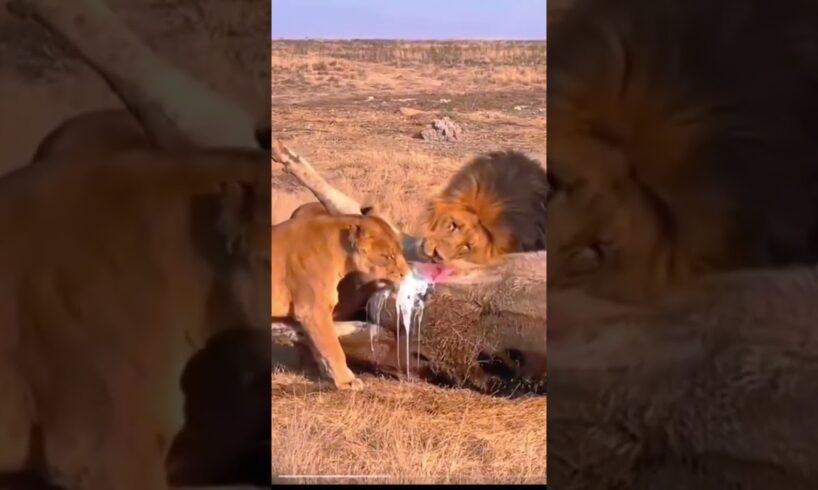 lion vs Buffalo#viralshorts#viralvideo#animals#wildlife#elephantattack#shortsfeed#wildanimals
