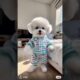 little cute puppies #viralvideo #cutedogs #trending #ai #aidog #shorts #shortvideo #foryou #fyp