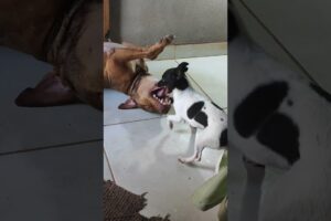 meus cachorrinhos fofinhos #animal