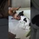 meus cachorrinhos fofinhos #animal