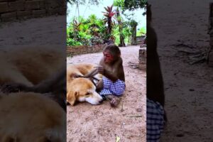 monkey playing with dog #monkeylove #babymonkey #cute #babyprimate #animals #babyanimal #babyanimals