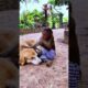 monkey playing with dog #monkeylove #babymonkey #cute #babyprimate #animals #babyanimal #babyanimals