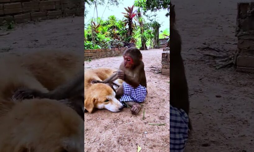 monkey playing with dog #monkeylove #babymonkey #cute #babyprimate #animals #babyanimal #babyanimals