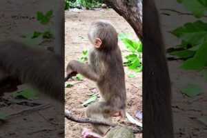 monkey playing with friends  #wildlife #animals #cuteanimals #babymonkey #babyprimate