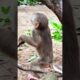 monkey playing with friends  #wildlife #animals #cuteanimals #babymonkey #babyprimate