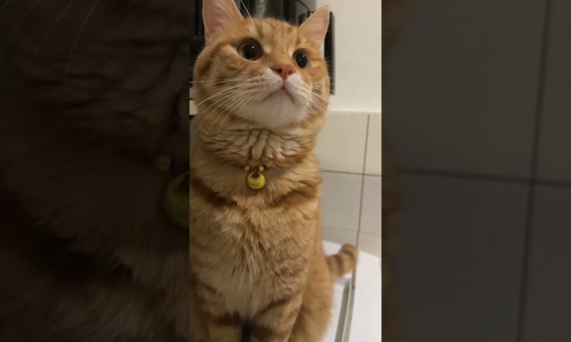 my poor cat play with me  #animal #animalcat #kitten #cats #cutecat #animals #pets #cat