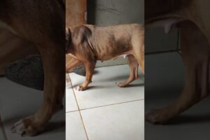 olha meus cachorrinhos fofinhos #petsfofinhos #cachorrosdivertidos