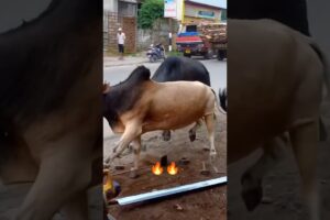 ox fight (1vs 1) #trendingshorts #viralvideo