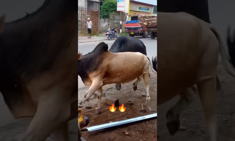 ox fight (1vs 1) #trendingshorts #viralvideo