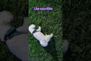 #pets #mascotas #perritos #humor #cooper #cachorrosdivertidos #cute #clinicaveterinária #clínicavet