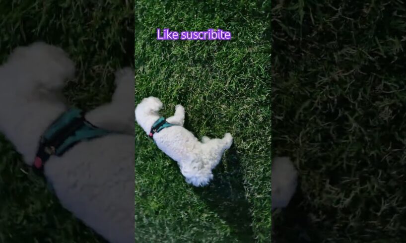#pets #mascotas #perritos #humor #cooper #cachorrosdivertidos #cute #clinicaveterinária #clínicavet