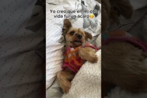 🤭#photography #video #viral #shorts #dog #dogs #animal #animals #cute #love #like #funny #happy #fy