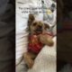 🤭#photography #video #viral #shorts #dog #dogs #animal #animals #cute #love #like #funny #happy #fy