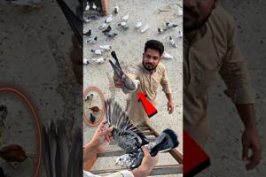 pigeon catching video 😍 | #pigeon #kabootar #kabootarbazi #shortsfeed #shorts