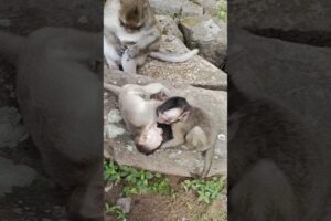 playing hard while staying near King Mark ❣️ #babyanimal #cute #monkeysr #animals