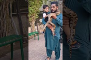 #playing with snake #kids #cowmandi2025 #elixir zoo #animal love