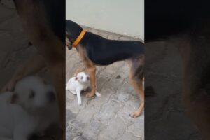 🐕 puppy lover #funny #shortsfeet #trending # cute puppies#@ posta channel
