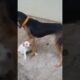🐕 puppy lover #funny #shortsfeet #trending # cute puppies#@ posta channel
