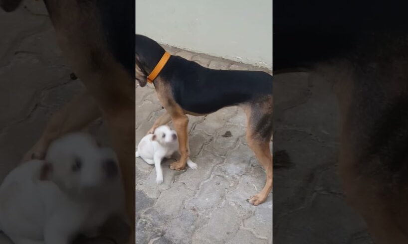 🐕 puppy lover #funny #shortsfeet #trending # cute puppies#@ posta channel