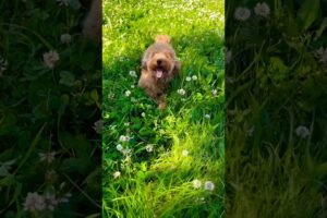 #puppy #pets #goldenretriever #doglife #argentina #dog #toypoodle #nosotroswe #cute #poodle
