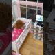 puppy’s apartment setup #puppy #puppylife #dog #asmr #shorts #funnydogs