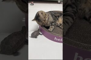 #shorts #How this cute cat is playing with the turtle 🐢🐢🐱:#catfunny 😍👀🐱#cute #animals