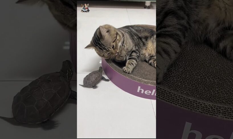 #shorts #How this cute cat is playing with the turtle 🐢🐢🐱:#catfunny 😍👀🐱#cute #animals
