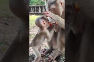 so cute baby monkey in jungle playing YB3 #animal #monkey #Monkeyfunny #fpyシ #shorts #gorilla