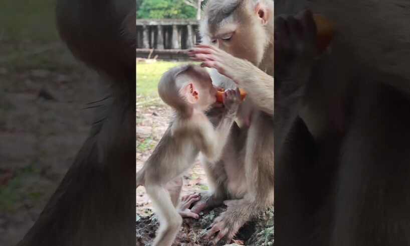 so cute baby monkey in jungle playing YB3 #animal #monkey #Monkeyfunny #fpyシ #shorts #gorilla