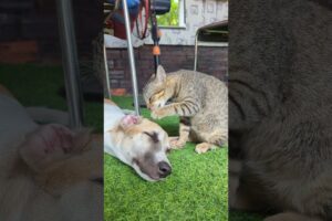 sweet 🐕🥰😺.#animation #catfunny #cat #catshort #cartoon #cute #kitten #puppies #subscribe #reels