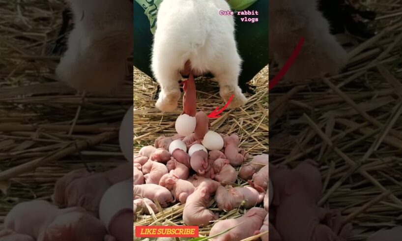 viral animal vlog #animals #cuterabbit #trending #shorts