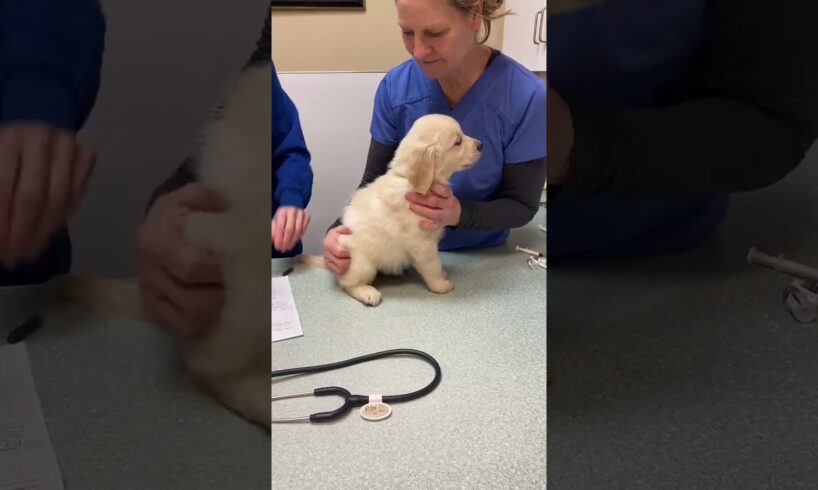 when the puppy gets his first shot #dog #goldenretriever #funny #pets #puppy #cute