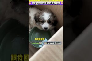 एक मुलाकात ने बदल दी ज़िंदगी 🙏 #animal #animalrescue #animallover #rescue #dog