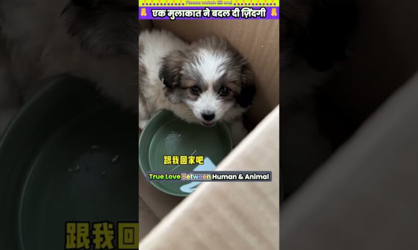 एक मुलाकात ने बदल दी ज़िंदगी 🙏 #animal #animalrescue #animallover #rescue #dog