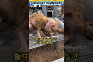 कब्रिस्तान में दो साल की वफादारी 🙏 #animal #animalrescue #animallover #rescue #dog