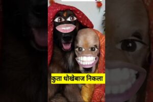 कुता देखेबाज निकला #thetharpuns #funny #shilpisaroja #comedy