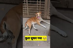 कुता सुधार गया #thetharpuns #shilpisaroja #funny #comedy