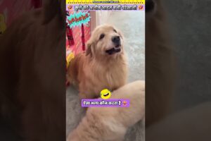 कुत्ते की अजीब आदत बनी परेशानी 🤣 #animal #animalrescue #animallover #rescue #dog