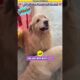 कुत्ते की अजीब आदत बनी परेशानी 🤣 #animal #animalrescue #animallover #rescue #dog