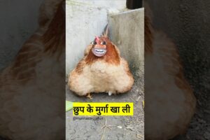 छुप के मुर्गा खा ली #comedy #thetharpuns #shilpisaroja #funny