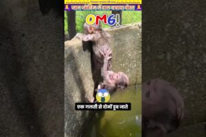जान जोखिम में डाल बचाया दोस्त 🙏 #animal #animalrescue #animallover #rescue #monkey