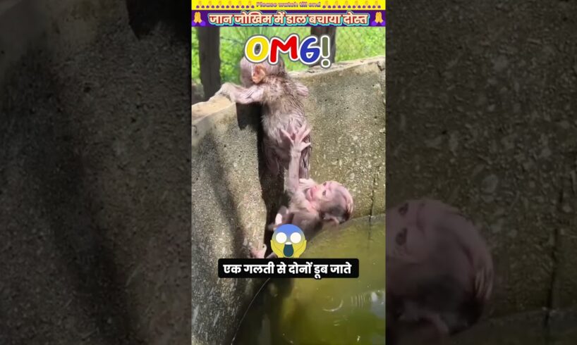 जान जोखिम में डाल बचाया दोस्त 🙏 #animal #animalrescue #animallover #rescue #monkey