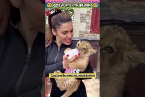 दहाड़ से प्यार तक का सफ़र 😊 #animal #animalrescue #animallover #rescue #lion