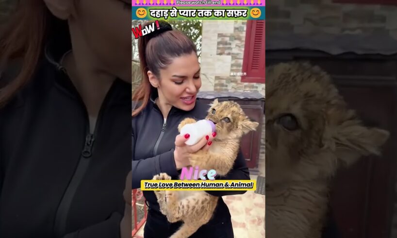 दहाड़ से प्यार तक का सफ़र 😊 #animal #animalrescue #animallover #rescue #lion