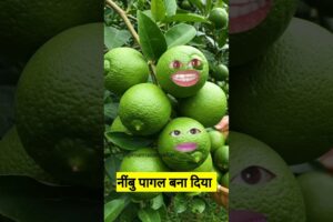 नींबु पागल बना दिया #comedy #funny #thetharpuns #shilpisaroja