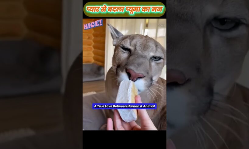 प्यार से बदला प्यूमा का मन 😊 #animal #animalrescue #animallover #rescue #puma